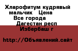 Хларофитум кудрявый мальчик › Цена ­ 30 - Все города  »    . Дагестан респ.,Избербаш г.